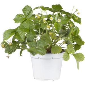 Garten-Monats-Erdbeere Elsanta im Topf, mit grünen Blättern, weißen Blüten und kleinen, unreifen Erdbeeren.