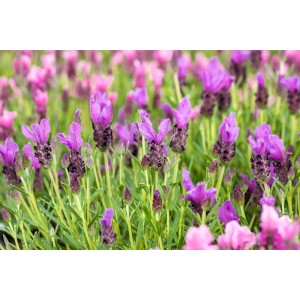 Blühender Lavendel 'Dark Anouk' auf Stamm, violette Blüten, grüne Blätter. Dekorative Gartenpflanze.