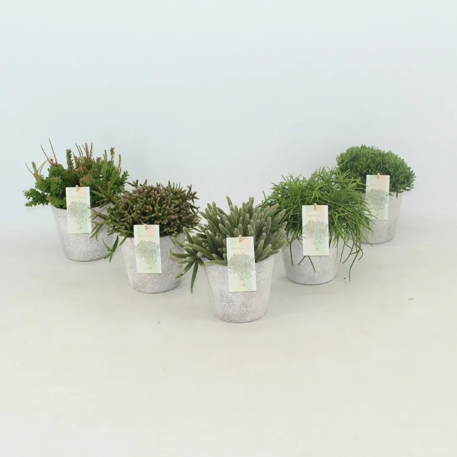 Verschiedene Korallenkakteen (Rhipsalis) im Keramiktopf, ca. 20cm hoch.