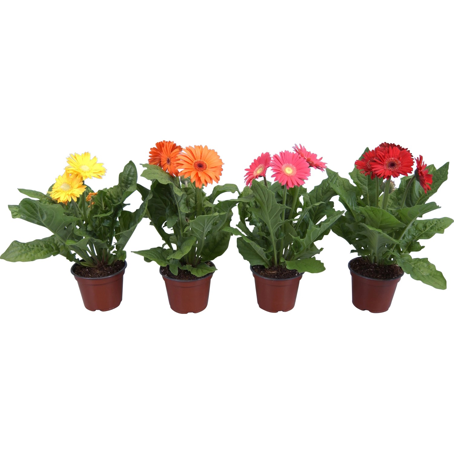 taxus kaufen Eibenhecke | kaufen