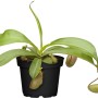 Kannenpflanze (Nepenthes) im Topf, ca. 9 cm Ø, exotische, fleischfressende Pflanze mit grünen Blättern und Kannen.