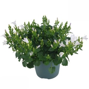 Glockenblume Ambella Weiß im Topf, ca. 15-20 cm hoch, Campanula portenschlagiana.