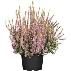 Knospenblüher-Heide im Topf, rosa Blüten. Winterharte Calluna vulgaris für Balkon und Garten.