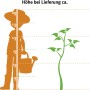 Größenvergleich: GROW by OBI Süßkirsche "Regina" (ca. 100-120cm) neben einer Person mit Gießkanne.