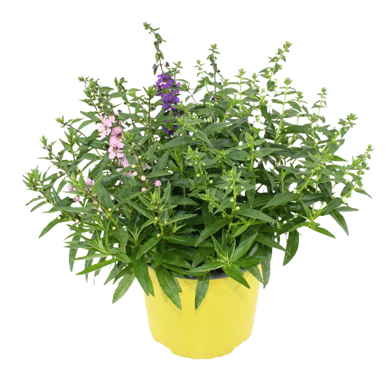 Engelsgesicht Trio Höhe ca. 20 40 cm TopfØ ca. 19 cm Angelonia