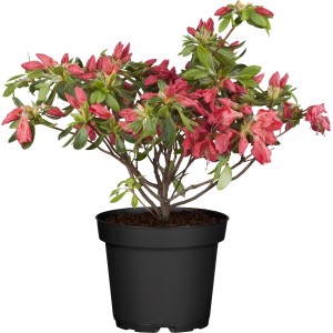 Japanische Azalee Rot im Topf, ca. 30-40 cm hoch. Immergrüner Rhododendron mit roten Blüten.