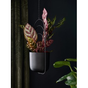 Schwarzes Hängepflanzgefäß (Ø 11,5 cm) aus Metall mit Pflanze, Blumenampel für Innenräume.