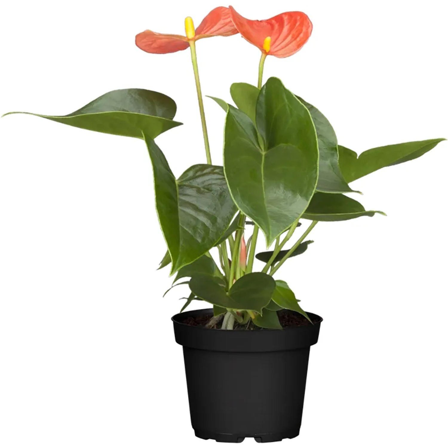 Flamingoblume "Orange Champion" Orange Topf- ca. 12 cm Anthurium kaufen  bei OBI