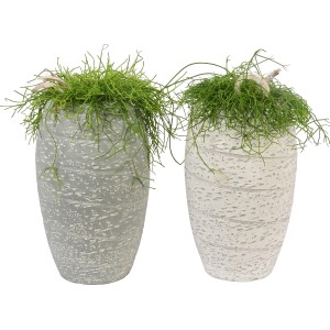 Arrangement mit Rutenkaktus in grauem und weißem Topf, Topf-Ø ca. 17 cm.