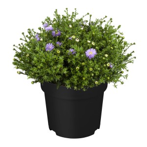 Kissenaster Dark Purple im Topf, violette Blüten, ca. 12 cm Topf-Durchmesser.