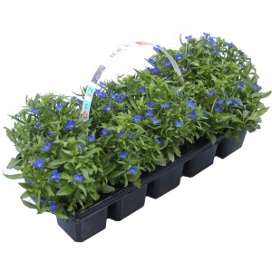 10er Pack Männertreu Blau (Lobelia erinus), ca. 10-15 cm hoch, für Frühjahrsbepflanzung.