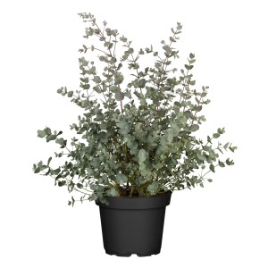 Eukalyptus Busch im Topf, ca. 120-140 cm hoch. Eucalyptus gunnii für Innen.