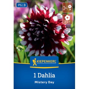 Kiepenkerl Blumenzwiebeln Dekorative Dahlie Mistery Day