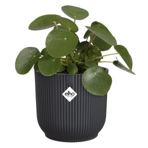 Anthrazitfarbener, runder Elho Blumentopf Vibes Fold (Ø 18 cm) mit Pflanze.