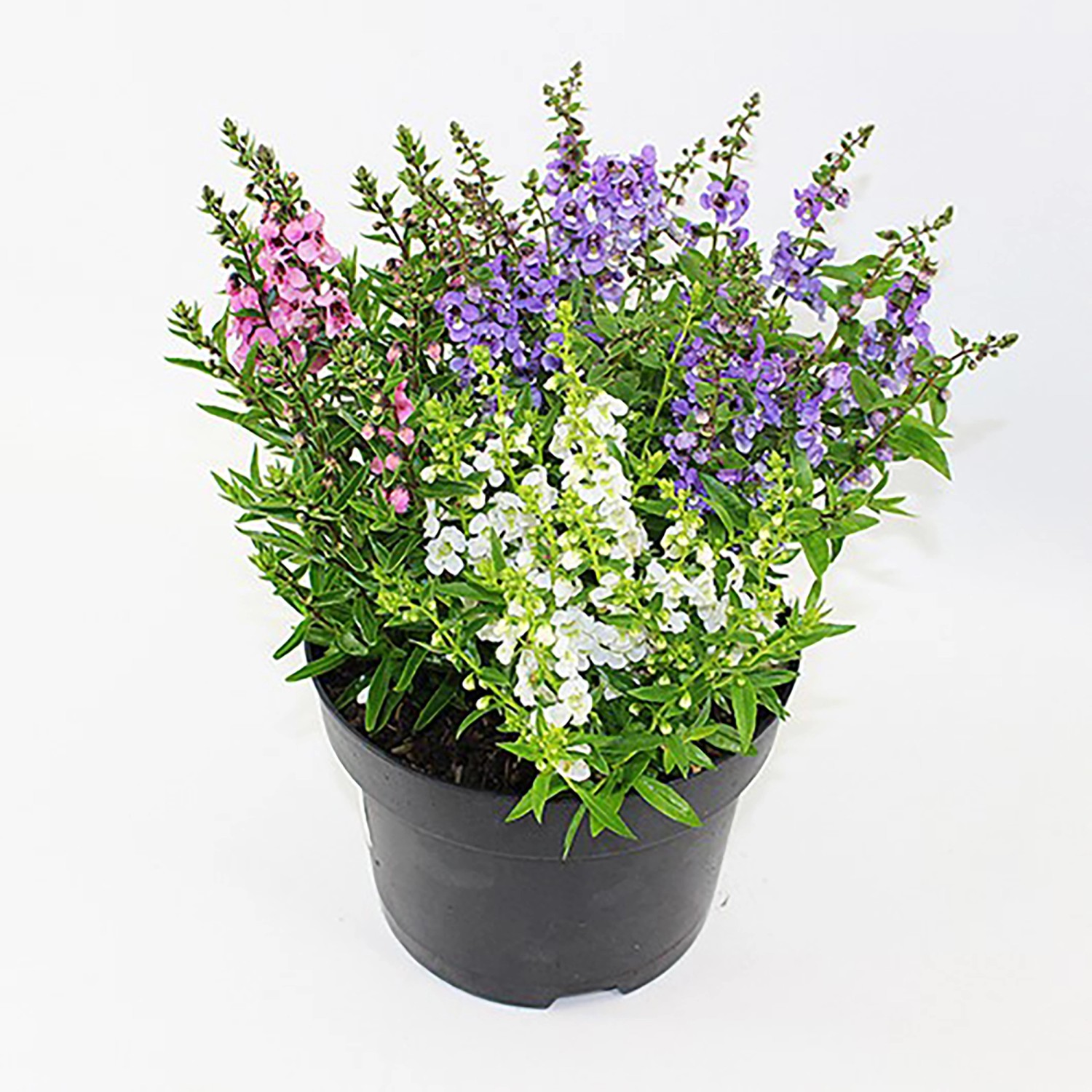 GROW by OBI Engelsgesicht Trio Höhe ca. 35 cm Angelonia angustifolia