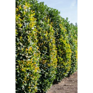 Dicht gewachsene, grüne Portugiesische Kirschlorbeer Hecke im Garten.