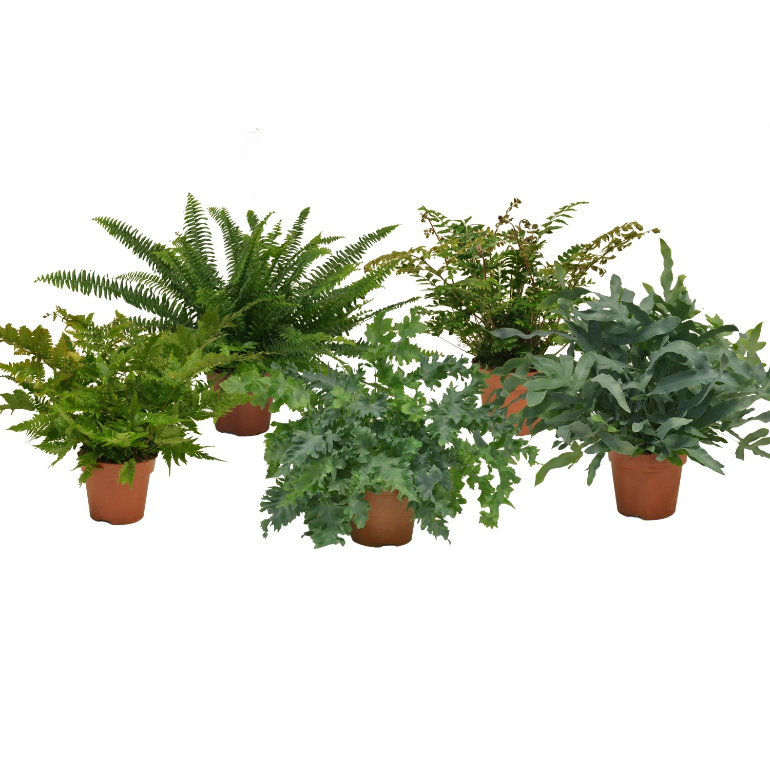 Verschiedene Farnsorten im Topf, ca. 45-55 cm hoch. Dekorative Grünpflanzen für halbschattige Standorte.