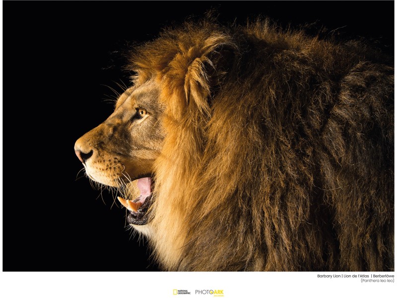 Lion OBI Komar 40 cm 30 bei kaufen Wandbild Barbary x