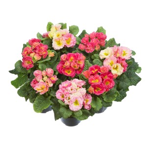 Rosen-Primel 'Girls Delight' in verschiedenen Farben im Topf, eine farbenfrohe Frühjahrsbepflanzung.