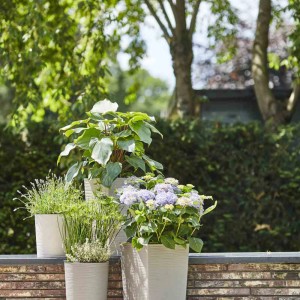 Siena Garden Pflanzsäule Eco Nizza, grau, mit Bepflanzung auf einer Mauer im Garten.