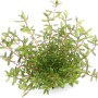 Dennerle Plants Rotala rotundifolia Laos, Aquariumpflanze mit grünen Blättern und rotbraunen Stängeln.