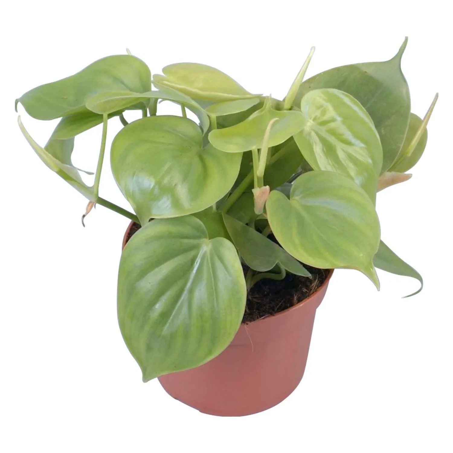 GROW by OBI Philodendron Topf  ca. 12 cm Philodendron Scandens kaufen bei  OBI