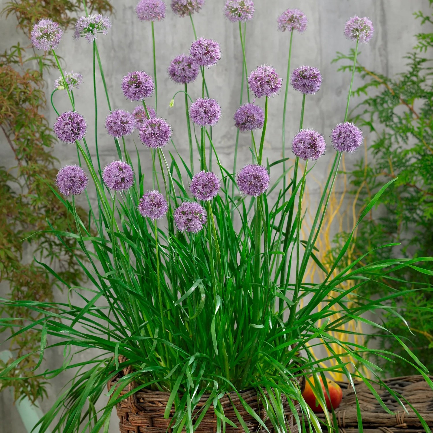 Blu Garten-Knofi Topf- ca. 12 cm Allium kaufen bei OBI