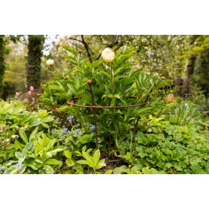Eleo Pflanzenstütze Grosetto, 68 cm, unbeschichtet im Gartenbeet. Wuchshilfe für Blumen.