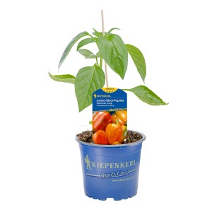 Kiepenkerl Paprika 'Benita Maxi Orange' im Topf, grüne Pflanze mit orangen Früchten.