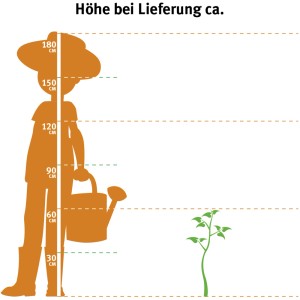 Illustration: Kirschlorbeer Caucasica, ca. 40-60cm hoch bei Lieferung. Größenvergleich.