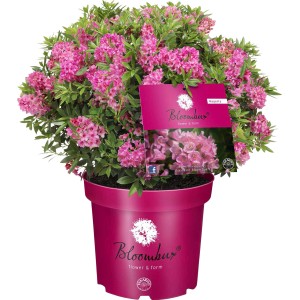 GROW by OBI Zwerg-Rhododendron Bloombux Magenta Höhe ca. 20 - 30 cm Topf ca. 2 l