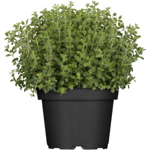 Frischer OBI Oregano im Topf (ca. 12 cm Ø) in einem schwarzen Topf.