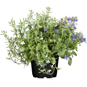 Männertreu im Topf, Hängepflanze mit weißen und blauen Blüten, ideal für Kübel.