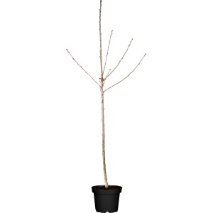 GROW by OBI Süßkirsche Regina im Topf, ca. 100-120cm hoch. Kirschbaum ohne Blätter.