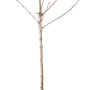 GROW by OBI Süßkirsche Regina im Topf, ca. 100-120cm hoch. Kirschbaum ohne Blätter.