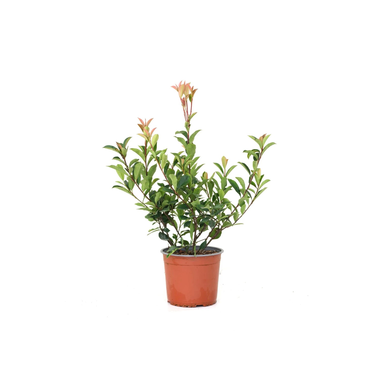GROW by OBI Glanzmispel Red Robin Hhe 45 cm Topf 3 L Photinia fraseri  kaufen bei OBI