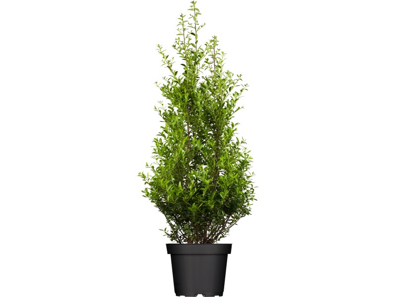 Japanische Stechpalme "Kanehirae" Busch Ilex maximowicziana kaufen bei OBI