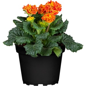 Orange-rote Primel Siroccoco (Primula acaulis) im schwarzen Topf. Frühjahrsblüher für Beet und Balkon.