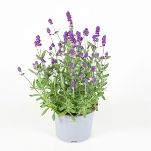 Blühender Echter Lavendel (Lavandula Angustifolia) im Topf, ca. 30cm hoch.