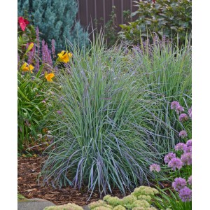 GROW by OBI Blaugras "Twighlight Zone" Topf-Ø 19 cm Schizachyrium scoparium