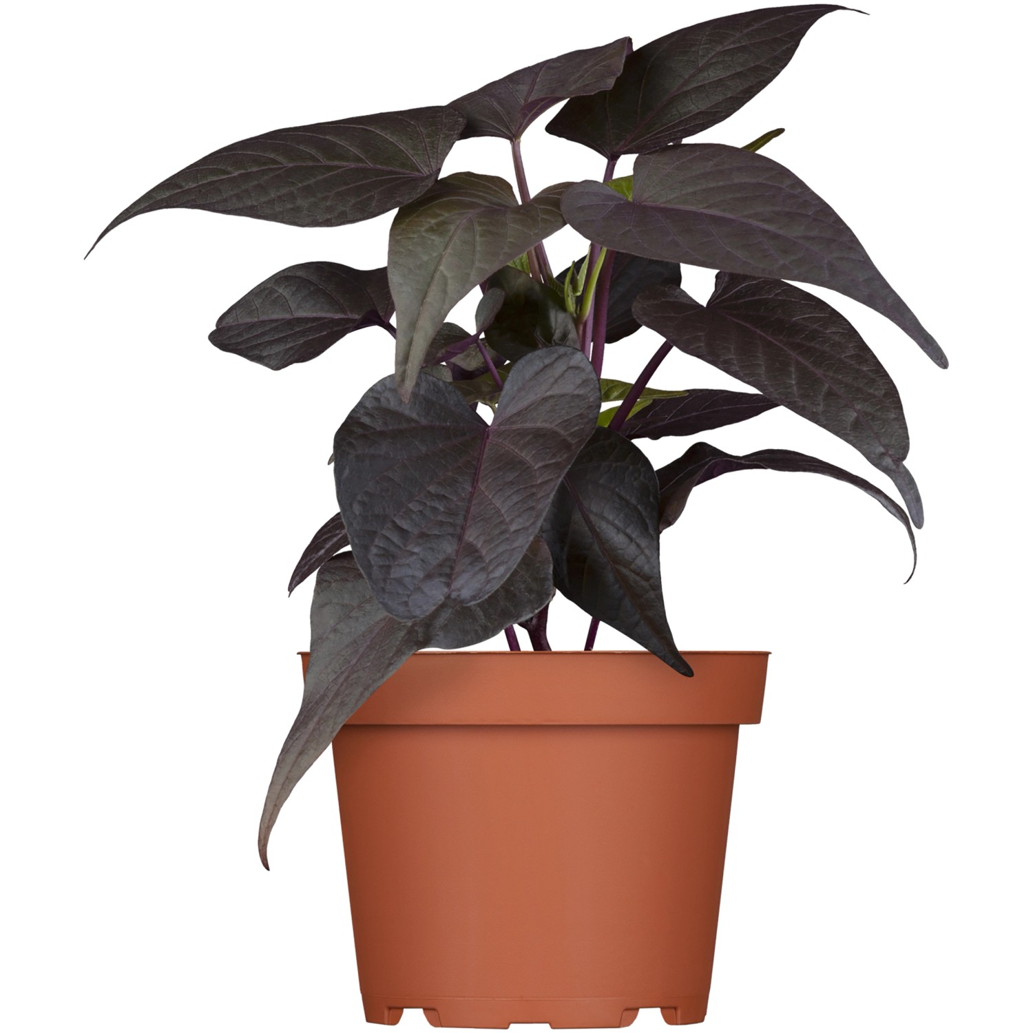 Süßkartoffel Höhe ca. 10 15 cm TopfØ ca. 13 cm Ipomoea batatas