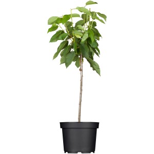GROW by OBI Bio Süßkirsche Schneiders Späte Knorpelkirsche 120-140 cm Topf 7 l