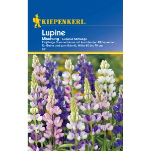 Kiepenkerl Lupine "Mischung" Mehrfarbig