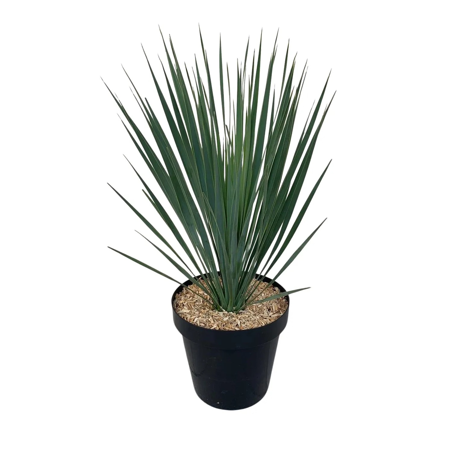 GROW by OBI Blaublttrige Palmlilie Kopf Topf- ca. 24 cm Yucca rostrata  kaufen bei OBI
