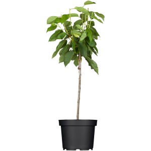 GROW by OBI Bio Süßkirsche "Sunburst" Rot Höhe ca. 120 - 140 cm Topf ca. 7 l