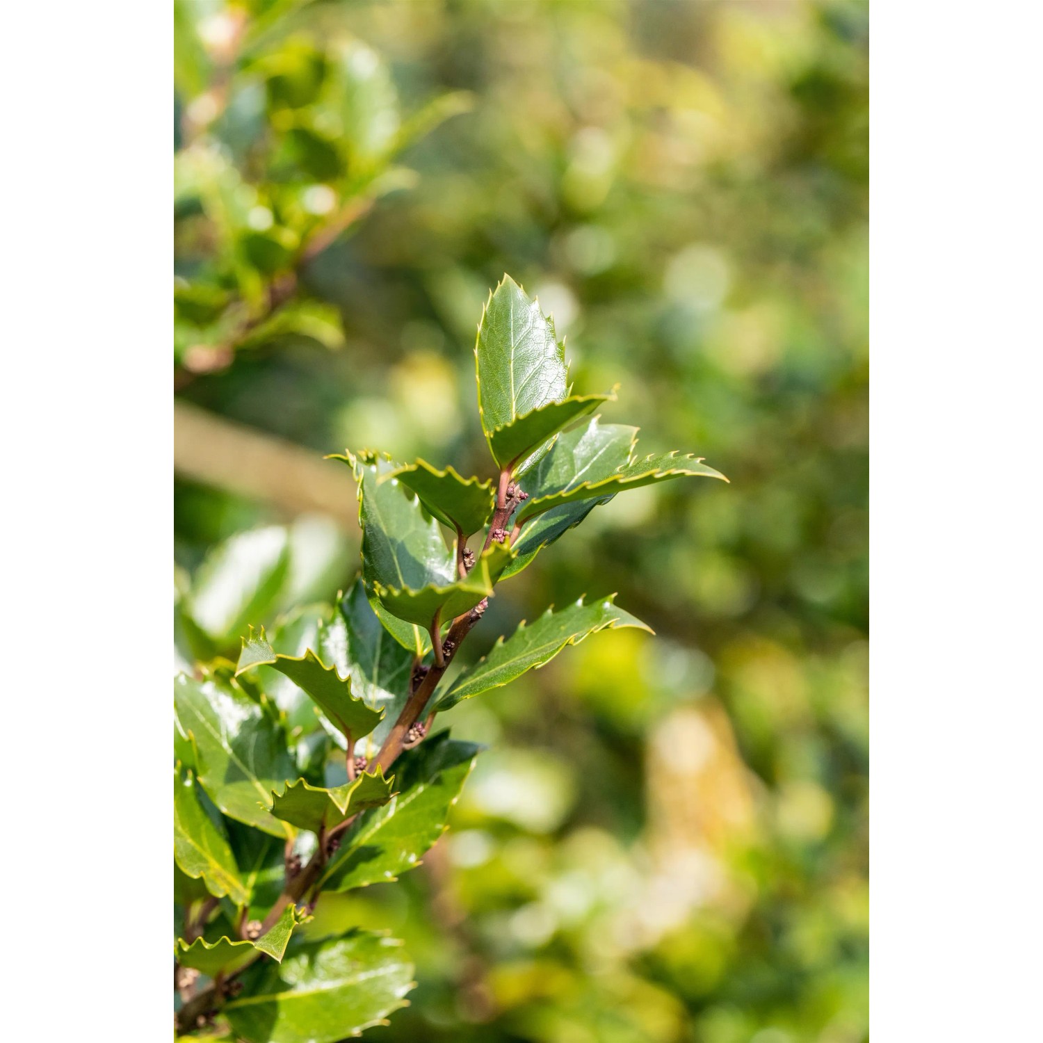 thuja occidentalis nadeln Thuja occidentalis 'Brabant' / Lebensbaum