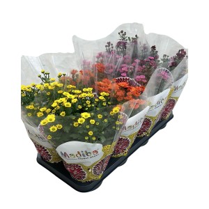 Chrysanthemen Madiba in verschiedenen Farben, Höhe 15 cm, Topf-Ø 14 cm.
