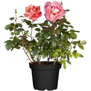 Duftrose Rosa Hybride im Topf, ca. 20-30 cm hoch, mit rosa- und apricotfarbenen Blüten.