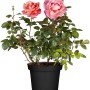 Duftrose Rosa Hybride im Topf, ca. 20-30 cm hoch, mit rosa- und apricotfarbenen Blüten.