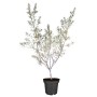 Sanddorn (Hippophae rhamnoides) im Topf, ca. 20-30 cm hoch, zwittrige Sorte. Ideal für Garten und Balkon.